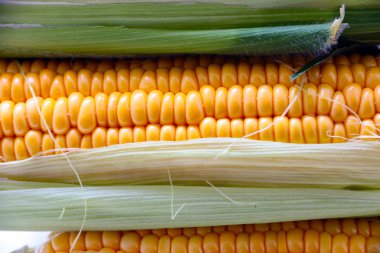 güzel olgun Mısır