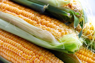 güzel olgun Mısır