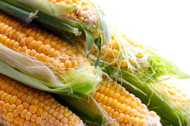 güzel olgun Mısır