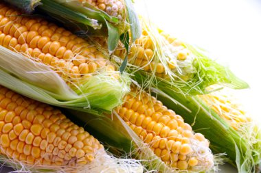 güzel olgun Mısır