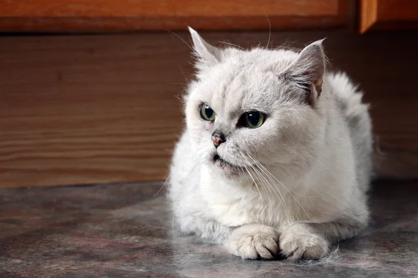 Porträt der alten Katze — Stockfoto