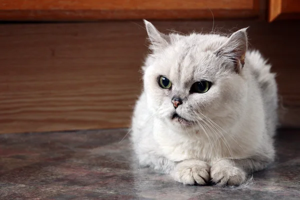 Porträt der alten Katze — Stockfoto