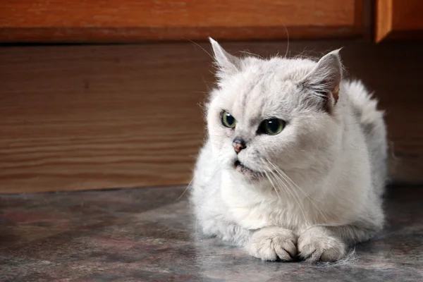 Porträt der alten Katze — Stockfoto