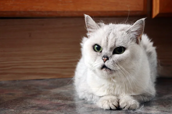 Yaşlı kedi portresi — Stok fotoğraf