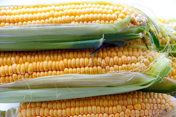 El hermoso maíz maduro —  Fotos de Stock