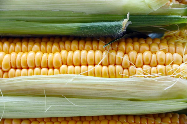 güzel olgun Mısır