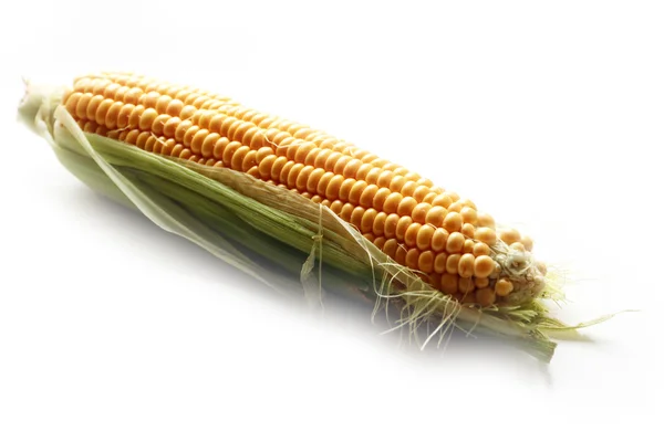A gyönyörű érett kukorica — Stock Fotó