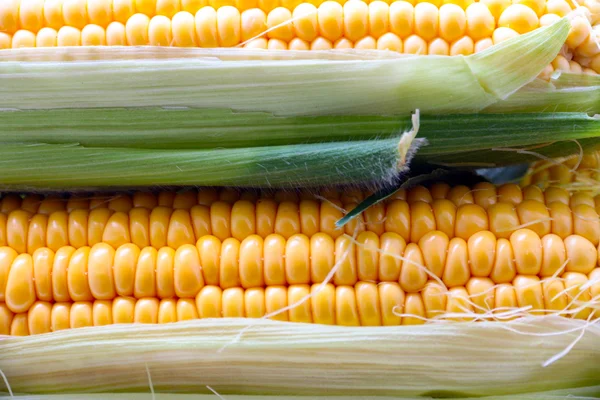 The beautiful ripe corn — Stock Photo, Image