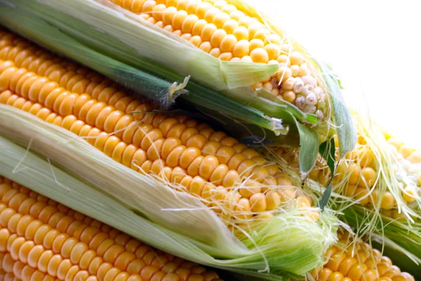 The beautiful ripe corn — Stock Photo, Image