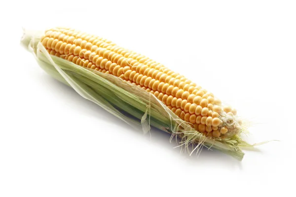 The beautiful ripe corn — Stock Photo, Image