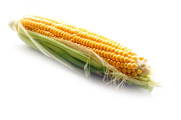 O belo milho maduro — Fotografia de Stock