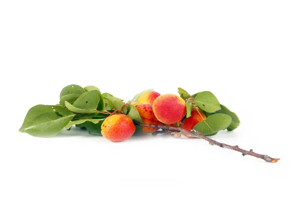 С веткой абрикоса — стоковое фото