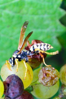 Eşek arısı ve üzüm