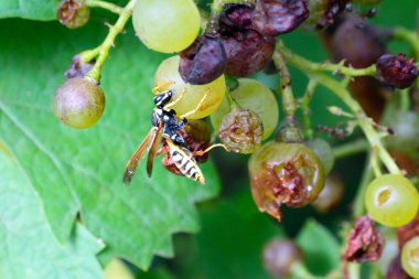 Eşek arısı ve üzüm