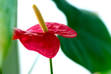 kırmızı çiçekler Anthurium Andreanum