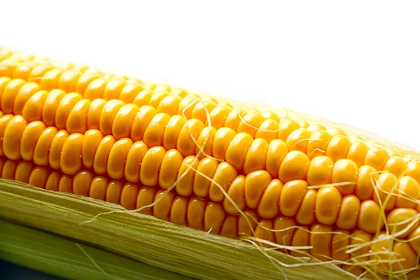 Вухо стиглої кукурудзи — стокове фото