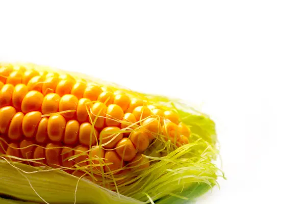 Вухо стиглої кукурудзи — стокове фото