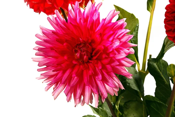Schöne Blumen Dahlien — Stockfoto