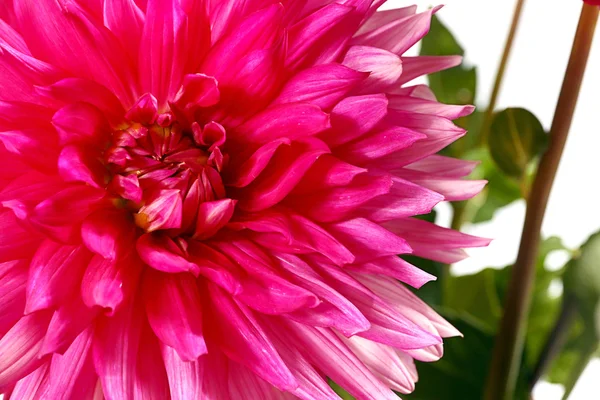 Красивые цветы георгины — стоковое фото