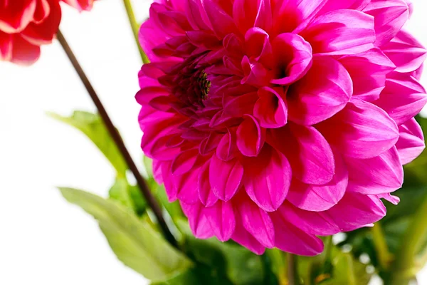 The Image dahlia garden — Stock Photo, Image