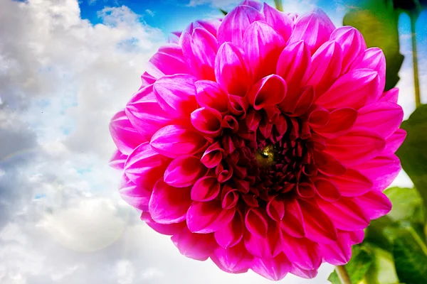 The Image dahlia garden — Stock Photo, Image