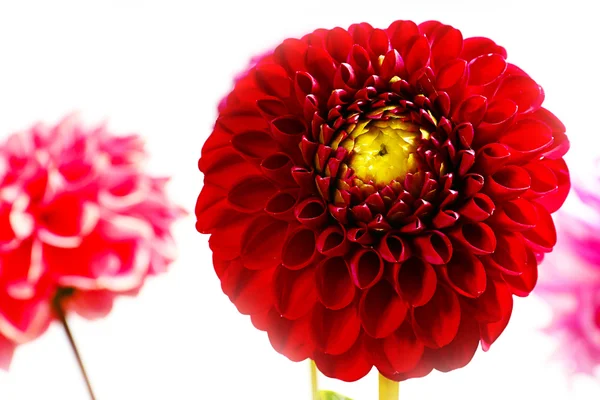 A imagem dahlia jardim — Fotografia de Stock