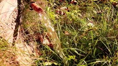 Çimleri sularken kauçuk bir hortumun içinden temiz bir su akıntısı akar.