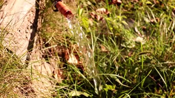 芝生に水をやるときれいな水がゴム製のホースを通って流れ — ストック動画