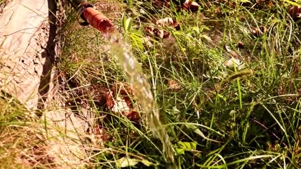 浇灌草坪时 一股清澈的水流过橡胶软管 — 图库视频影像