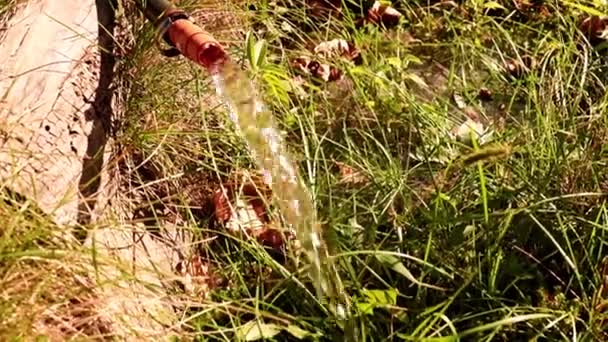 Fluxo Água Limpa Flui Através Uma Mangueira Borracha Regar Gramado — Vídeo de Stock