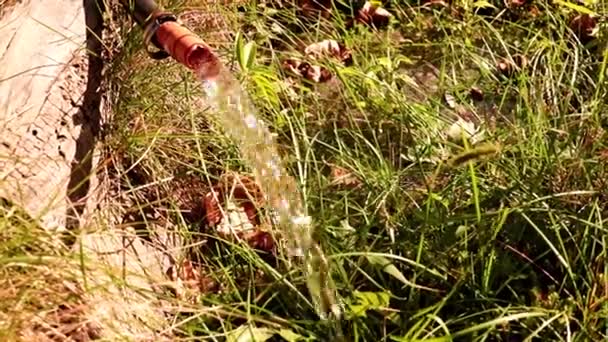 Strumień Czystej Wody Przepływa Przez Gumowy Wąż Podczas Podlewania Trawnika — Wideo stockowe
