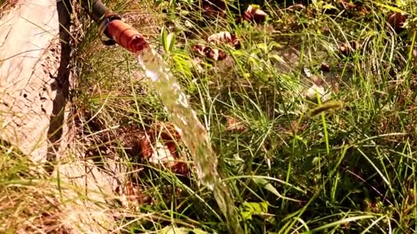 A stream of clean water flows through a rubber hose when watering the lawn — Stock Footage Stream Clean Water Flows Rubber Hose Watering Lawn Stock Footage