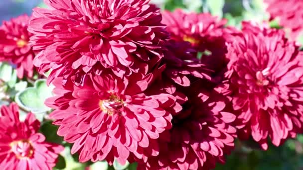 美丽的红色明亮的菊花作为花园装饰 — 图库视频影像