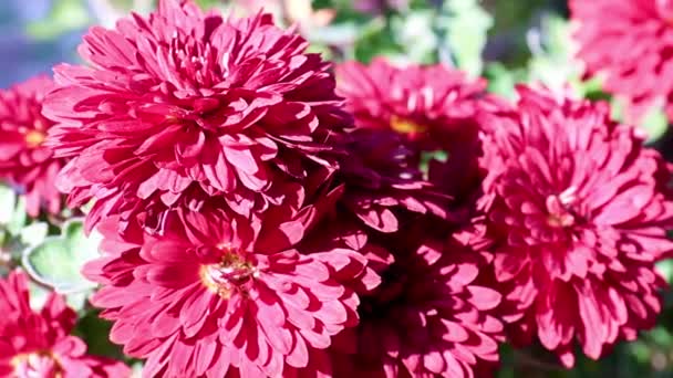美丽的红色明亮的菊花作为花园装饰 — 图库视频影像