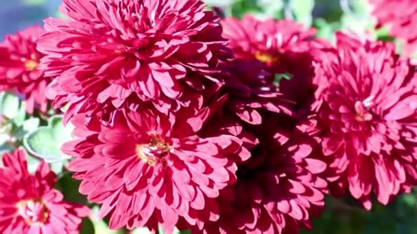 Schöne Rote Leuchtende Chrysanthemen Als Gartendekoration — Stockvideo