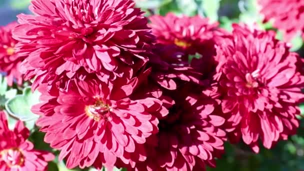 Hermosos Crisantemos Rojos Brillantes Como Decoración Jardín — Vídeo de stock