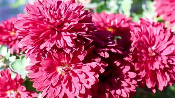 Hermosos Crisantemos Rojos Brillantes Como Decoración Jardín — Vídeo de stock