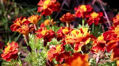 Bahçe dekorasyonu olarak çok renkli güzel bahçe çalı kasımpatısı.