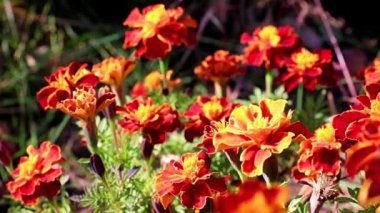 Bahçe dekorasyonu olarak çok renkli güzel bahçe çalı kasımpatısı.