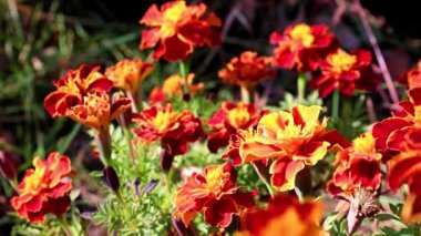 Bahçe dekorasyonu olarak çok renkli güzel bahçe çalı kasımpatısı.