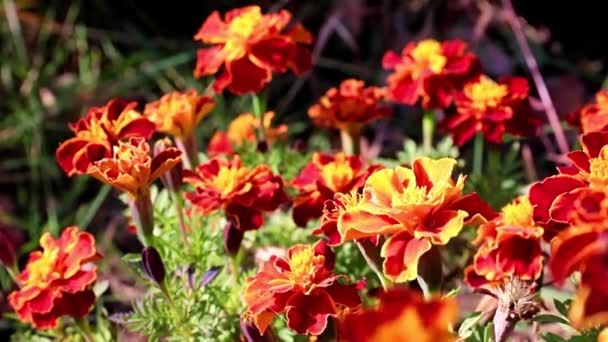 Pestrobarevné Krásné Zahradní Keře Chryzantémy Jako Zahradní Dekorace — Stock video