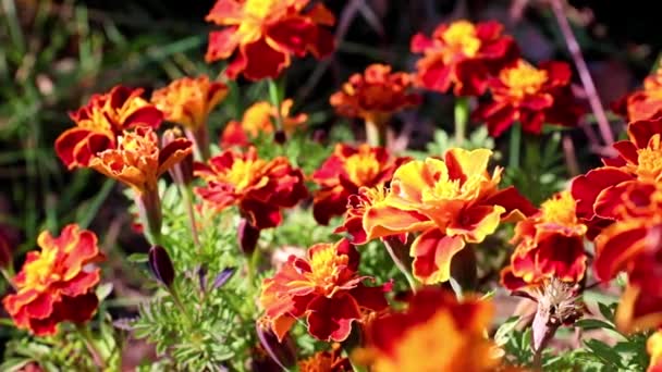 Bahçe Dekorasyonu Olarak Çok Renkli Güzel Bahçe Çalı Kasımpatısı — Stok video