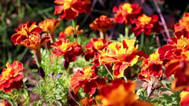 Multicolor Hermoso Jardín Arbusto Crisantemo Como Decoración Patio — Vídeo de stock