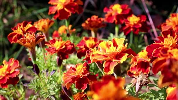 Bunte Schöne Gartenstaude Chrysantheme Als Gartendekoration — Stockvideo