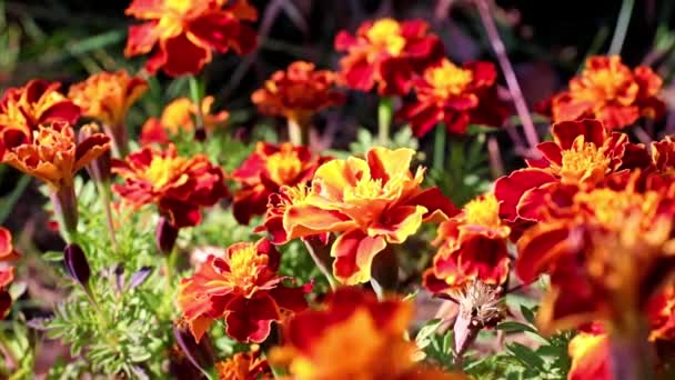 Pestrobarevné Krásné Zahradní Keře Chryzantémy Jako Zahradní Dekorace — Stock video