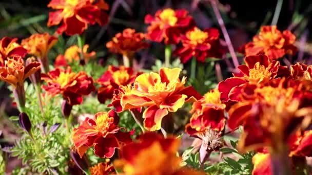 五颜六色的美丽花园灌木菊花作为庭院装饰 — 图库视频影像