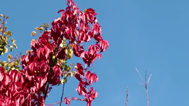 Jasne Czerwone Liście Rośliny Przeciwko Błękitnemu Niebu — Wideo stockowe