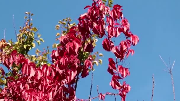 Jasně Červené Listy Rostliny Proti Modré Obloze — Stock video