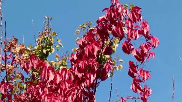Яскраво Червоне Листя Рослини Тлі Блакитного Неба — стокове відео