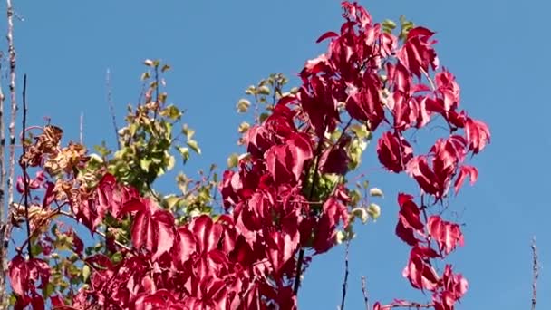 Hojas Color Rojo Brillante Planta Contra Cielo Azul — Vídeo de stock